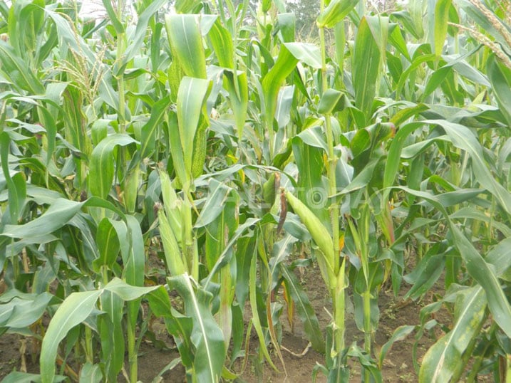 Bacukijwe nyuma yo kugera ku rwego rwo gukuba inshuro zirenga 4 umusaruro w