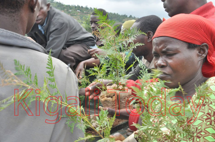 Banafatanyije n'abaturage gutera ibiti bivangwa n'imyaka.