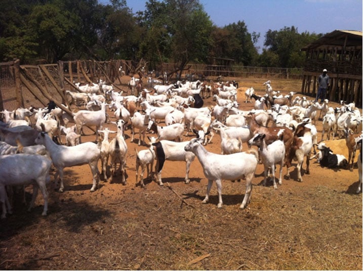 Bahafite n'umukumbi w'ihene.