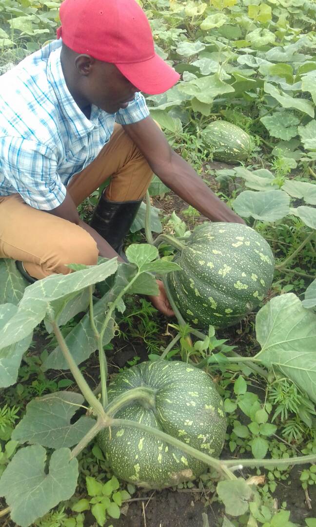 Ibihaza bahinga nibyo bakoramo amavuta yo guteka 