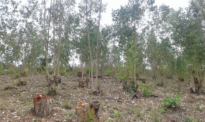 Barasaba buri muntu gufata neza amashyamba