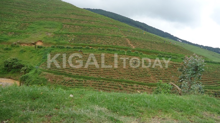 Ubuyobozi bw'uruganda rwa Rubaya bukangurira abahinzi kongera ubuso buhingwaho icyayi.