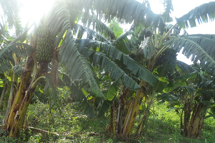 Batangiye kweza insina nini