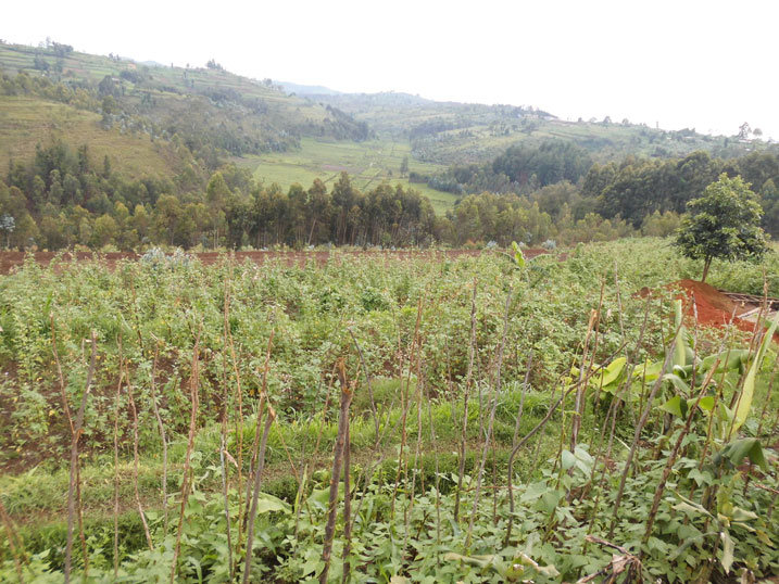 Baretse kubumba kuko nta mukiro byabahaye basigaye bahinga nk'abandi banyarwanda.