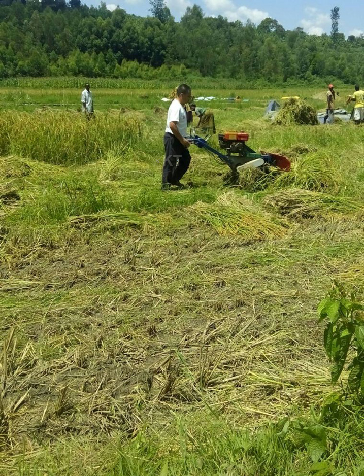 Bigishwa uburyo bushya bwo guhinga umuceri