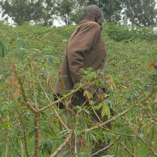 Bimwe mu bihingwa byibasiwe n