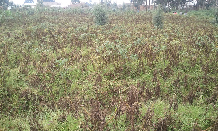 Bimwe mu birayi byereye mu murima ntibikurwe kubera gutinya guhendwa.