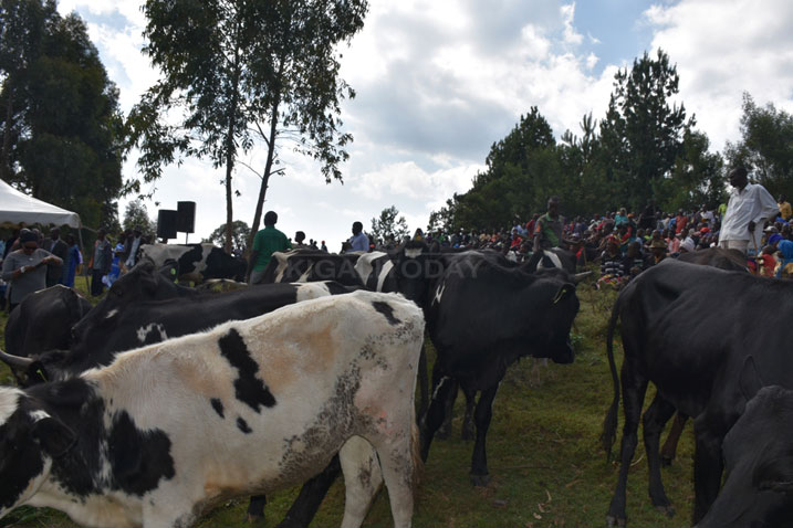 Zimwe mu nka zagabiwe Abasesero barokotse Jenoside 