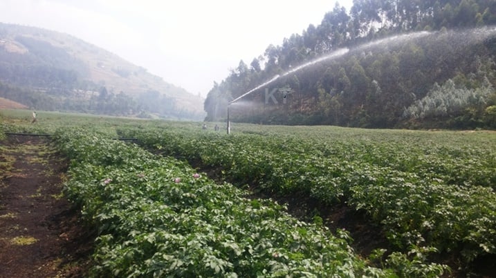 Abahinzi bitabaje kuhira imyaka yabo kugira ngo bahangane n