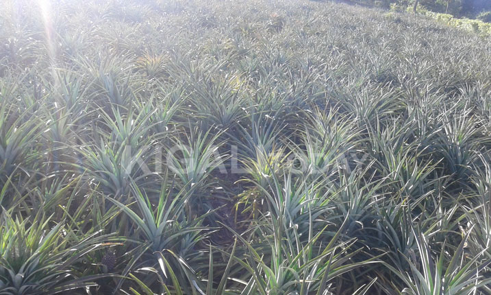 Ngo biteguye kongera umusaruro kugira ngo bahaze amasoko.