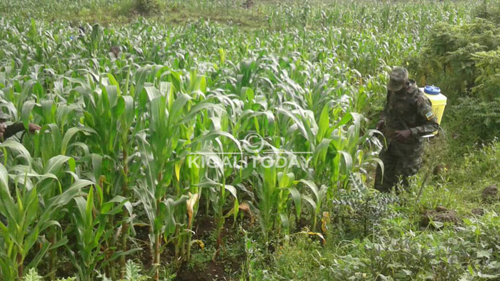 Burera naho bateye umuti urwanya nkongwa