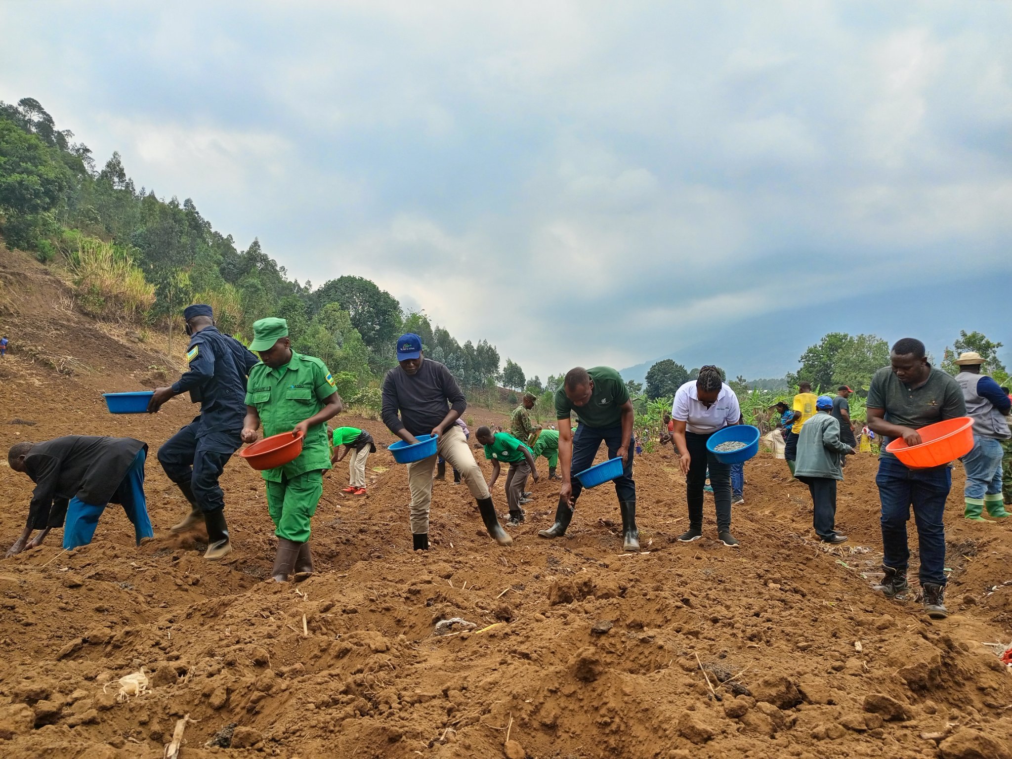 Biteguye gutera ibigori ku butaka buhuje kuri hegitari zigera ku bihumbi 15