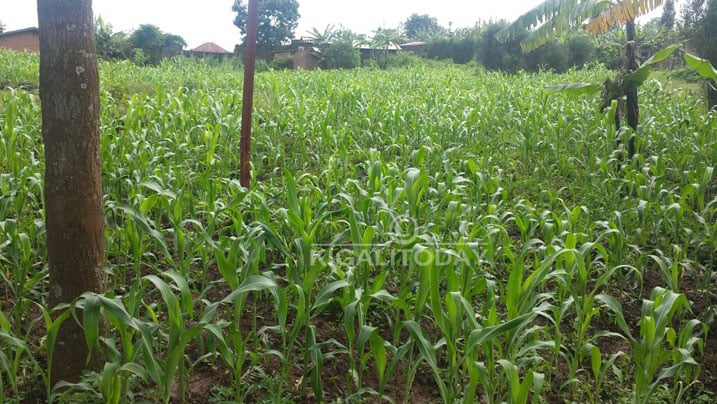 Bakungahaye ku buhinzi bw'amasaka, ahora atoshye kubera amazi aturuka muri Ruhondo