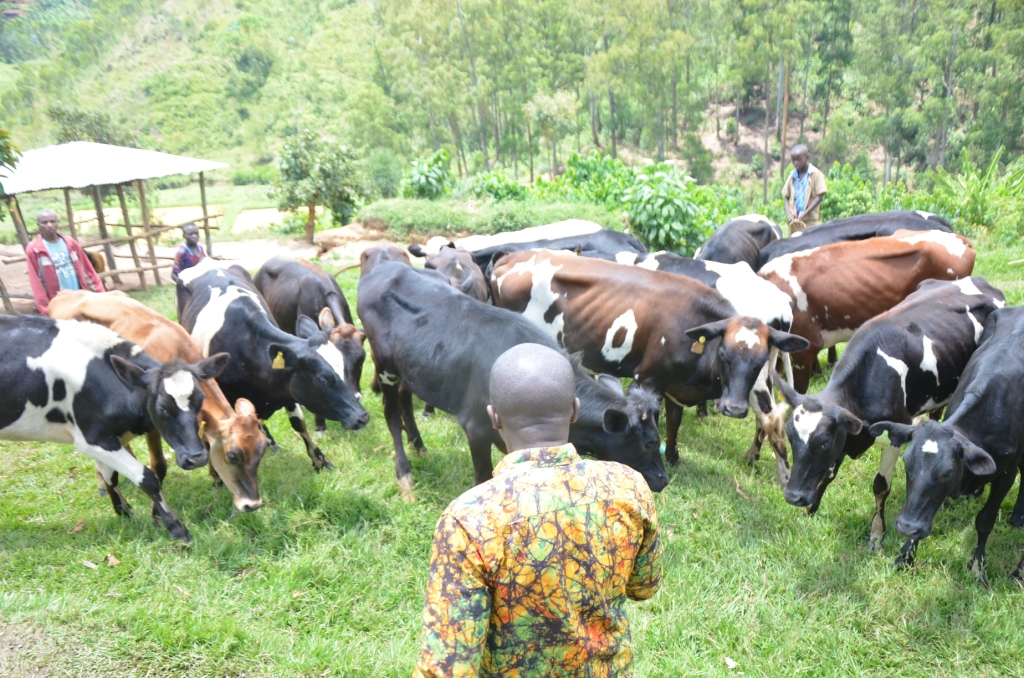 Buri wese mu bahinzi 20 ba kawa yahawe inka