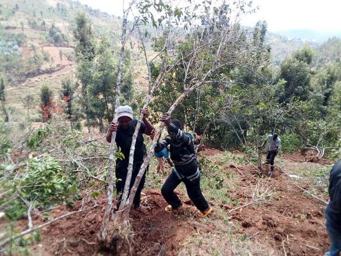 Bararimbura ibiti bishaje bya kawa kugira ngo batere ibishya