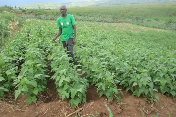 Umwe mu bagenerwabikorwa ba Caritas Rwanda yahinze ibishyimbo bikungahaye ku butare