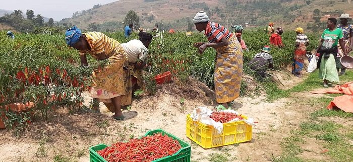 Hakenewe ko n'abateganyiriza urusenda biyongera