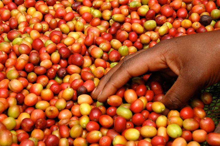 Abahinzi ba Kawa muri Karongi bishimira ko igiciro kuri Kawa y