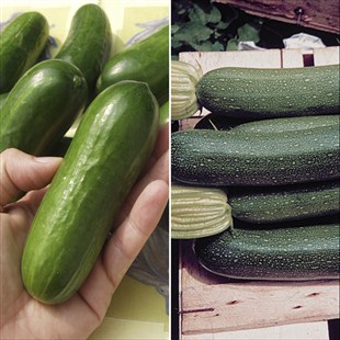 Ibihaza byitwa cucumbers na courgettes bikunda kugendanwa n