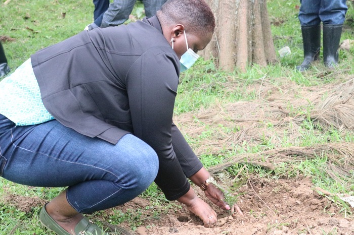 Ishimwe Pacifique, umuyobozi wungirije w'Akarere ka Rubavu, yifatanyije na Croix Rouge mu muganda wo gutera ibiti