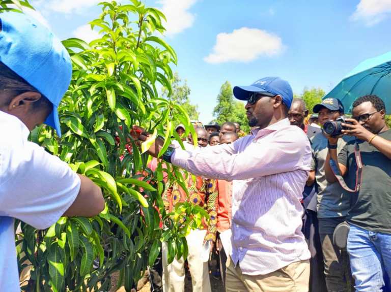 Abatuye i Cyotamakara beretswe uko igiti gikonorerwa