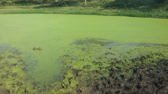 Dams zimwe zarasibye ku buryo zitabasha gufata amazi yafasha aborozi mu mpeshyi