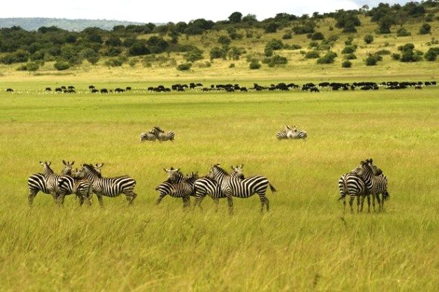 Abenshi bafata akanya bagatemera igihugu. Aha ni muri Pariki y'Akagera hasurwa na benshi