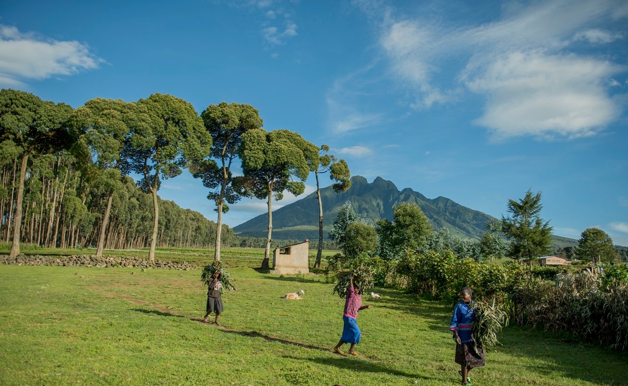 Abo bana baturiye mu nkengero za Pariki y'Ibirunga baba bibereye mu turimo dutandukanye