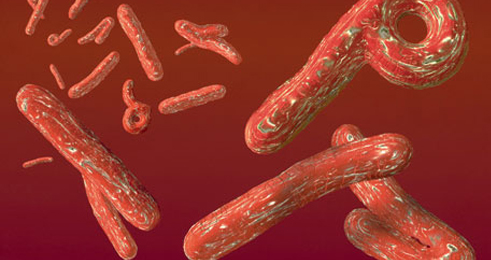 Igishushanyo cyerekana virus ya Ebola.