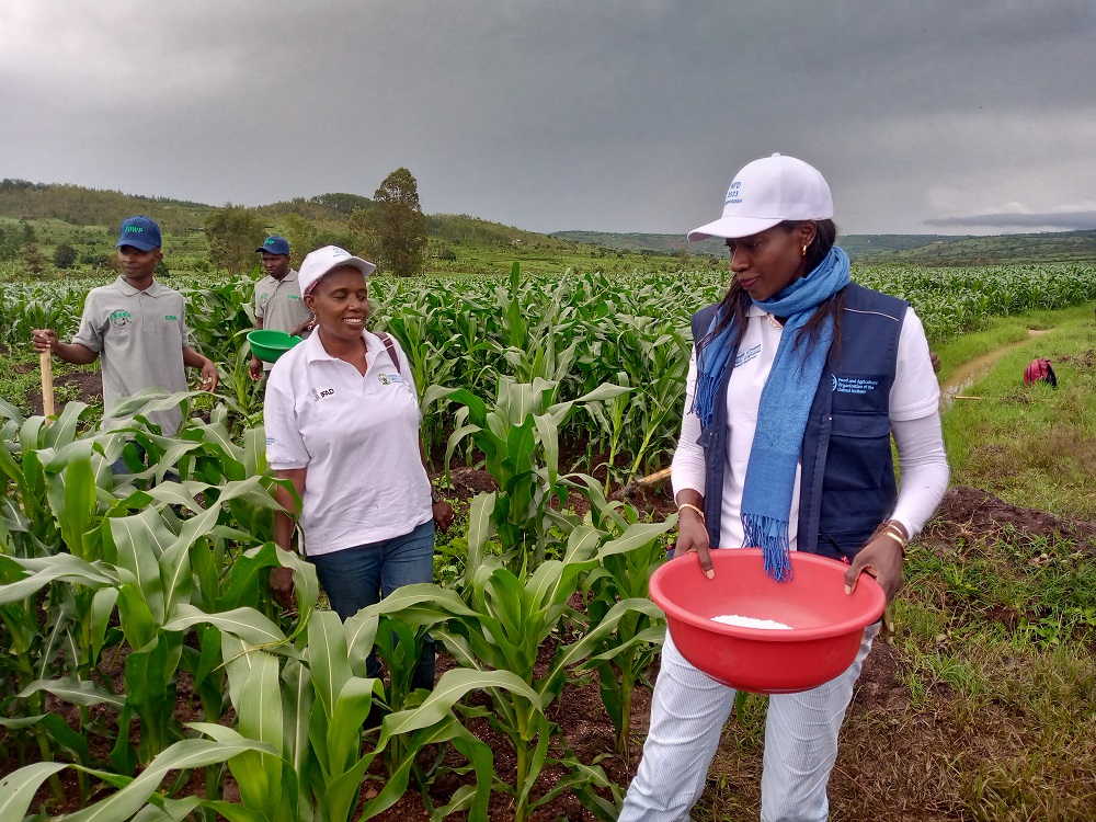 Umuyobozi wa FAO mu Rwanda, Coumba Sow(wifubitse esharpe) hamwe n'umukozi wa USAID, Jolly Dusabe, barimo gutera ifumbire mu bigori i Kayonza