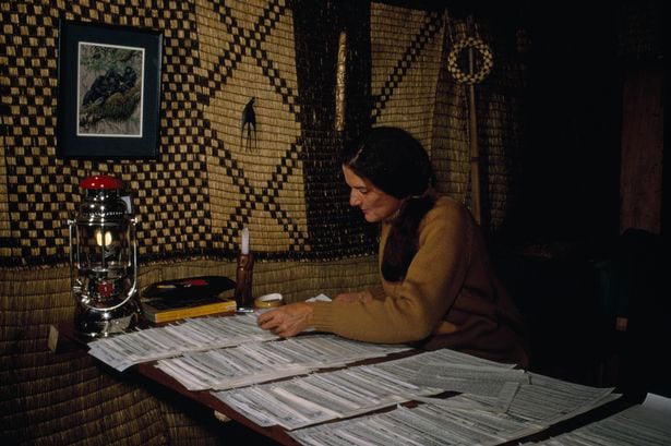Diana Fossey yari yariyemeje kwiga ku ngagi, birangira ahariye ubuzima bwe kubana na zo