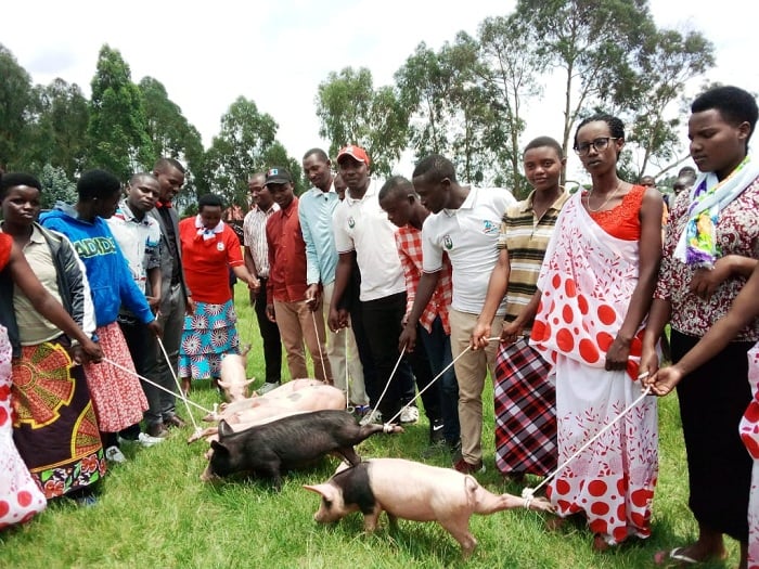 Ku ikubitiro mu Karere ka Burera hatanzwe ingurube umunani