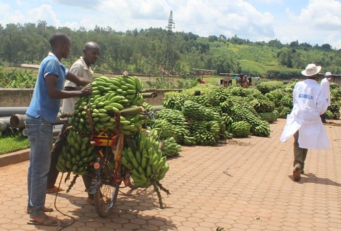 Abaturiye uru ruganda bizanira ibitoki
