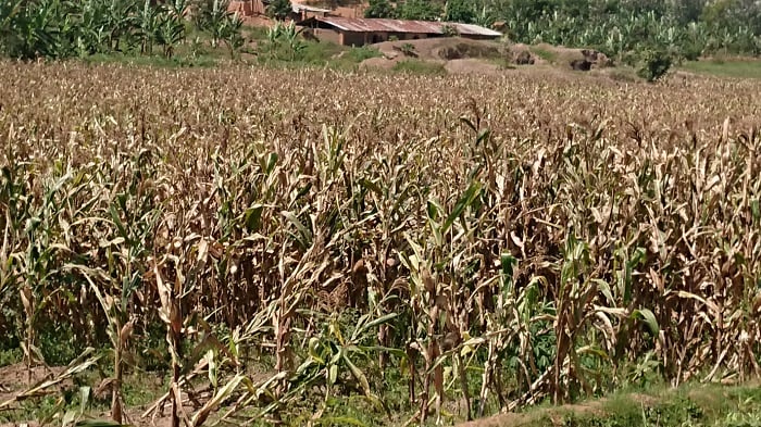 Bungutse uburyo bwiza bwo guhinga bakuye mu rugendoshuri