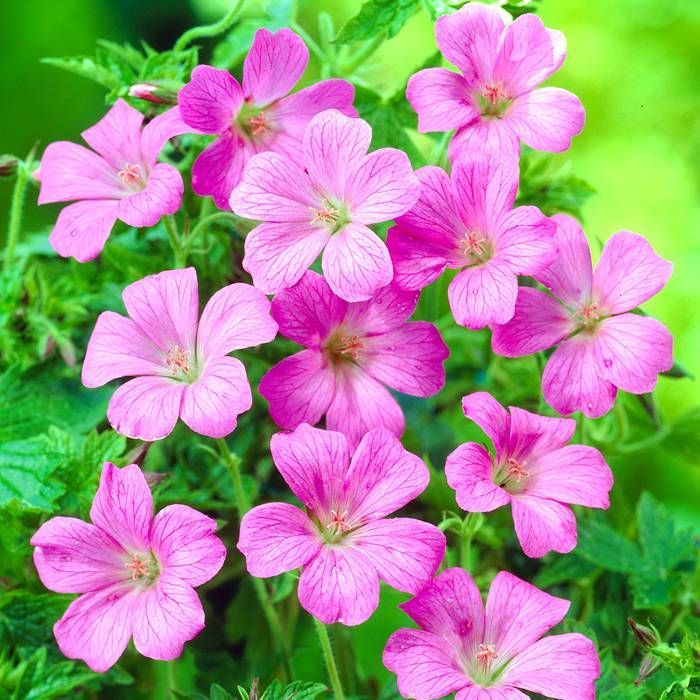 Geranium