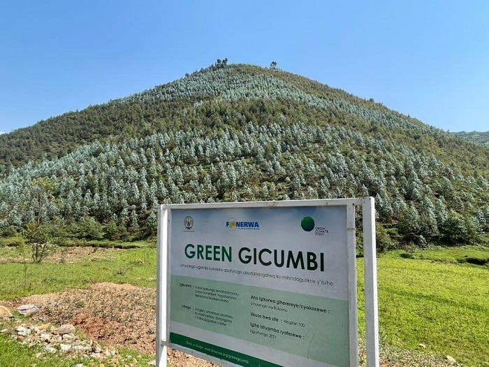 Mu Murenge wa Rukomo ni hamwe mu ho Green Gicumbi imaze gusazura amashyamba ku buso burenga hegitare 90