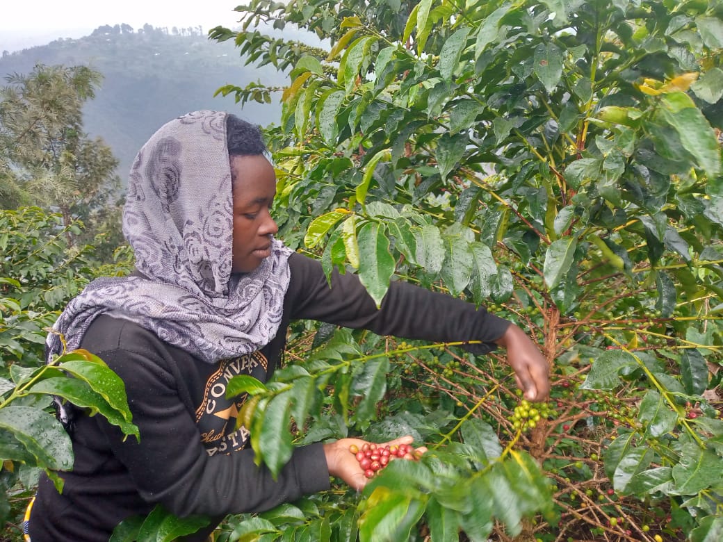 Abahinga ikawa na bo bavuga umusaruro wiyongereye cyane