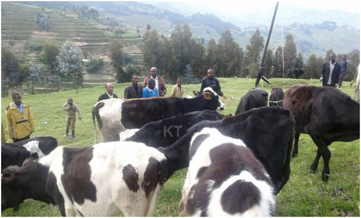 Girinka umwe mu mihigo utaragezwehu uko bikwiye I Nyabihu