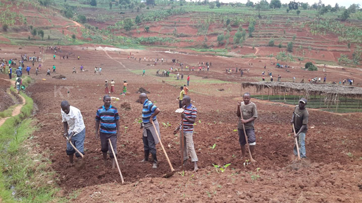 Igishanga cya Rumira muri Kigembe ahatewe ibigori