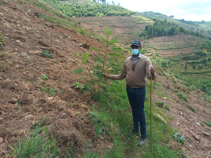 Umuyobozi wa Green Gicumbi, Kagenza Jean Marie Vianney, yerekana ibiti bivangwa n
