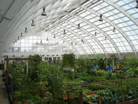 Ubuhinzi bukorewe muri green house ni kimwe mu byo Abaholandi bazafatanya na Rwanda Best.