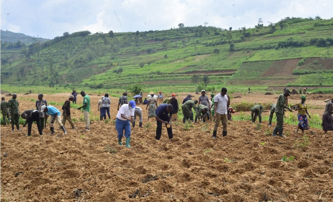 Beretswe uko babanza gutera ifumbire bagakurikizaho imbuto y'indobanure