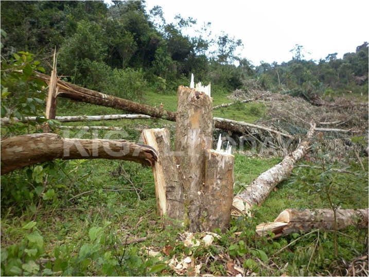 Gusarura ishyamba rya leta utabiherewe uburenganzira bihanwa n