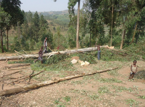 Gutema amashayamba bizagira ingaruka cyane ku bahinzi bo muri afurika kubera ko bagendera ku mvura gusa.