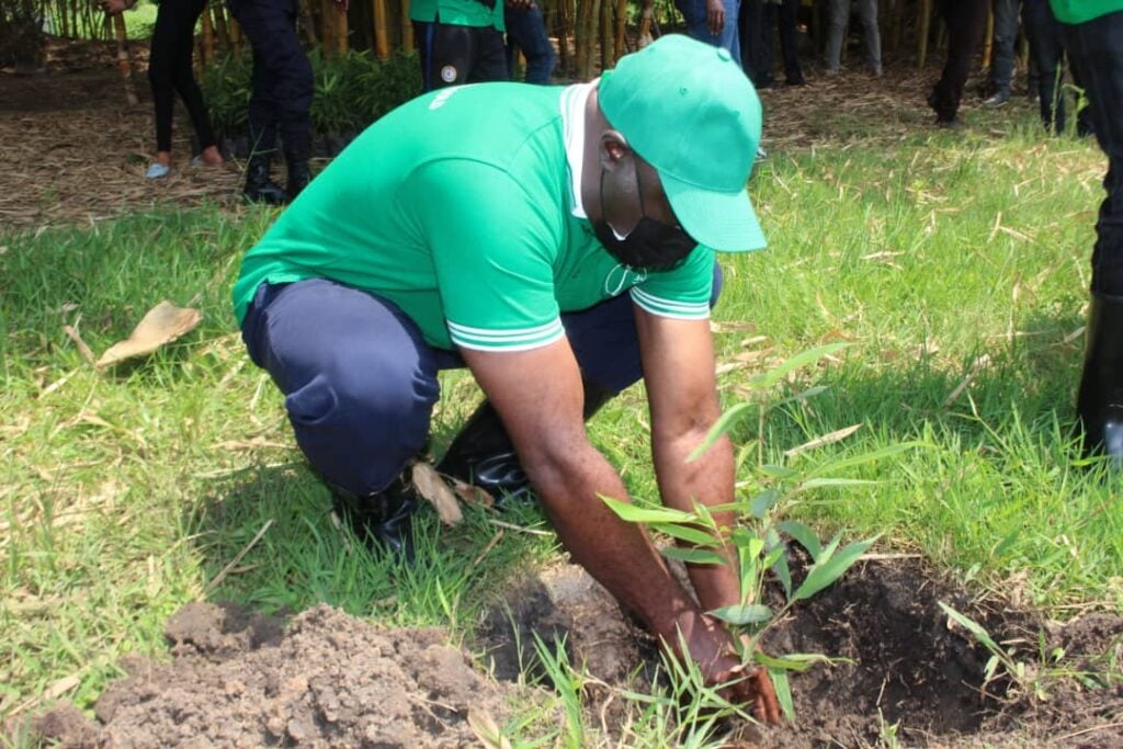 Guverineri Gasana yifatanyije n'abaturage gutera imigano ku nkengero za Cyohoha