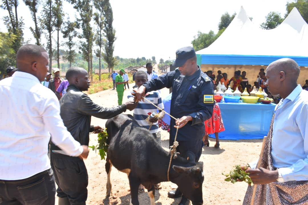 Hamaze gutangwa inka zisaga 500 mu mwaka ushize