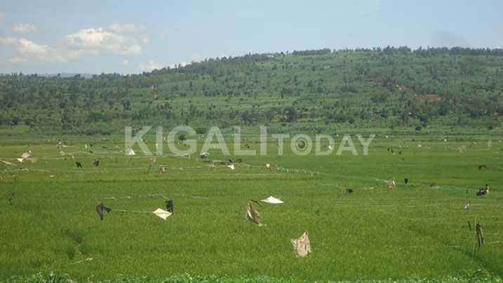 Hari abana bagikoreshwa mu kwirukana inyoni mu muceri.