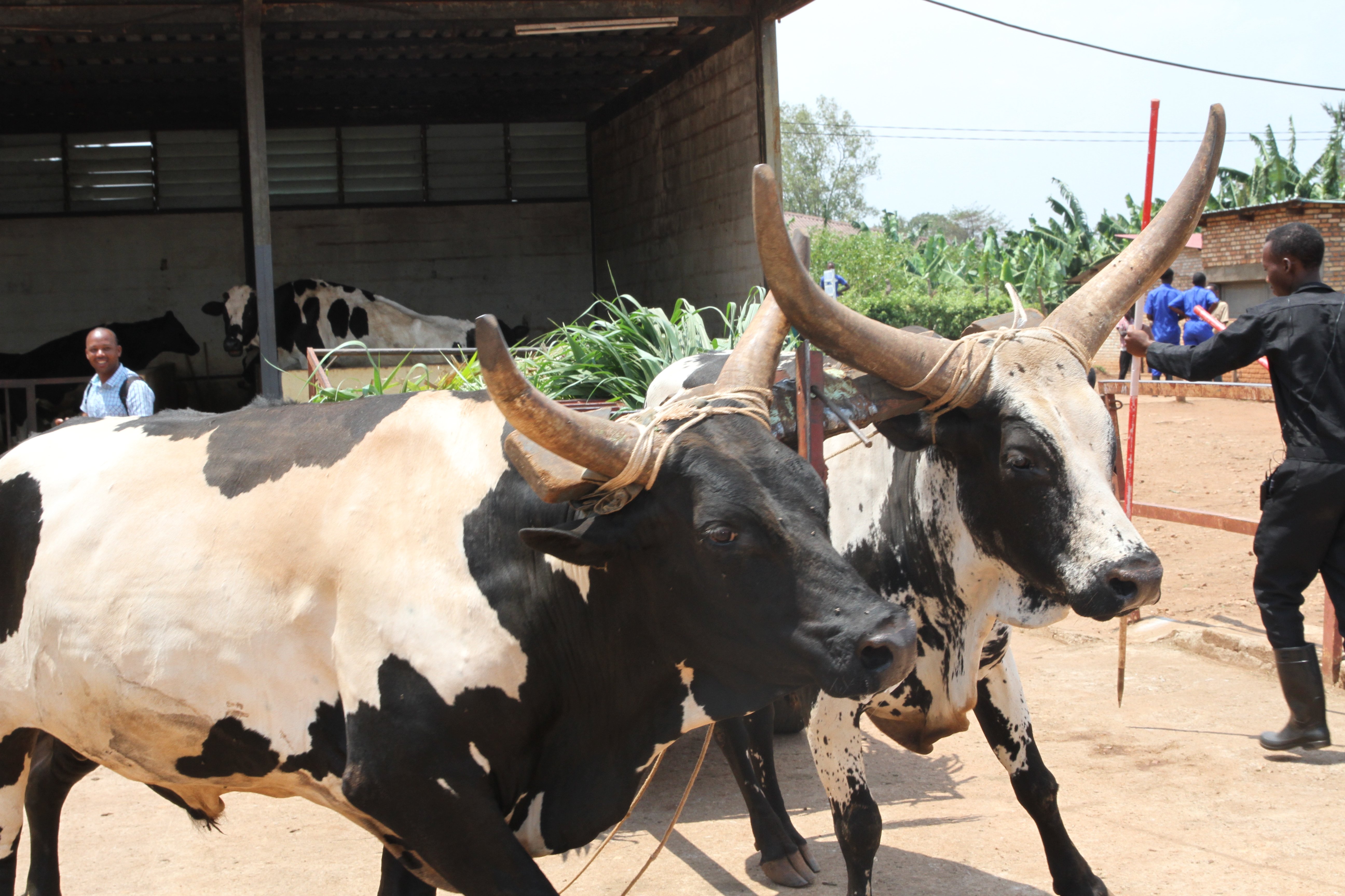 Aba banyeshuri ngo banafasha ku bikorwa by'ubuhinzi n'ubworozi bikorerwa mu nkengero z'ibigo bigaho