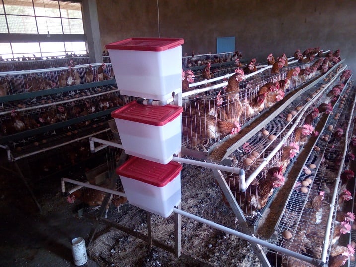 Hari ubworozi bw'inkoko bufasha abatuye uwo mudugudu kubaho neza