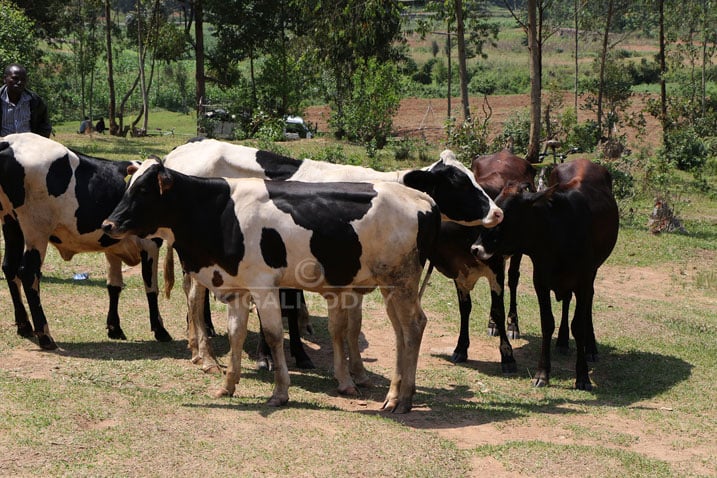 Hatanzwe inka 33 ku makoperative 2 aterwa inkunga na LVEMPII mu karere ka Huye